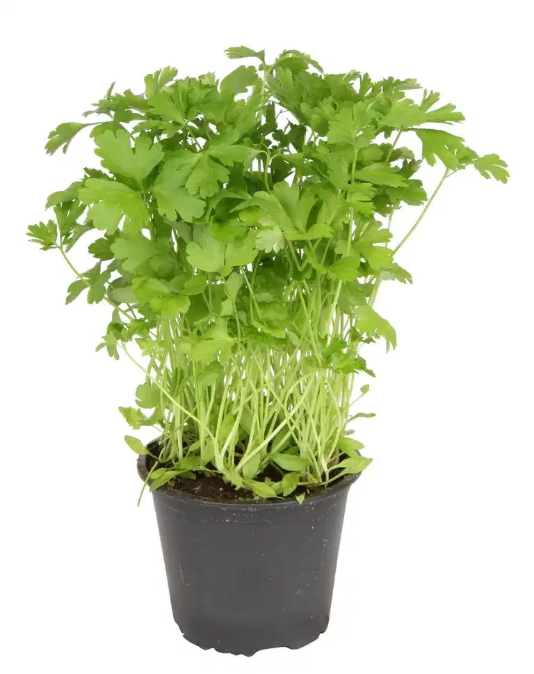 Petroselinum crispum 'Gigante di Napoli' KRAV 10,5 cm