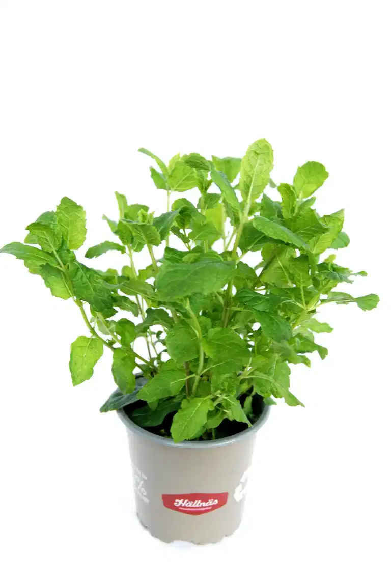 Mentha x villosa 'Moroccan' KRAV 10,5 cm