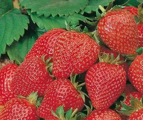 Fragaria x ananassa 'Korona' 6-pack