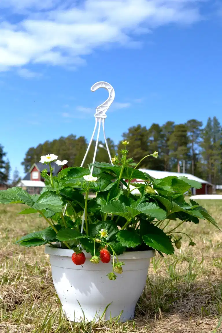 Fragaria x ananassa 'Delizz' h. basket 25cm
