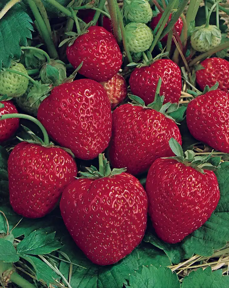 Fragaria x ananassa 'Ostara' 6-pack