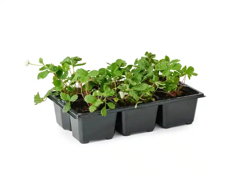 Fragaria vesca 'Rügen' KRAV 6-pack