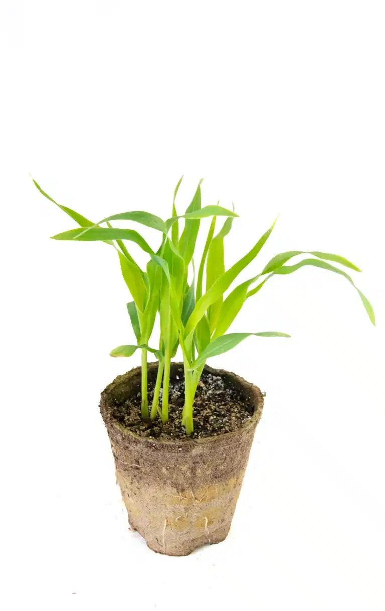 All N. Corn KRAV 10,5 cm