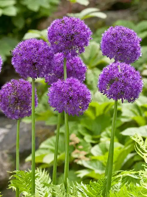 Allium Purple Sensation 10/12