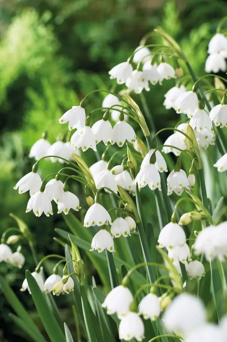 Misc. Leucojum Gravetye Giant