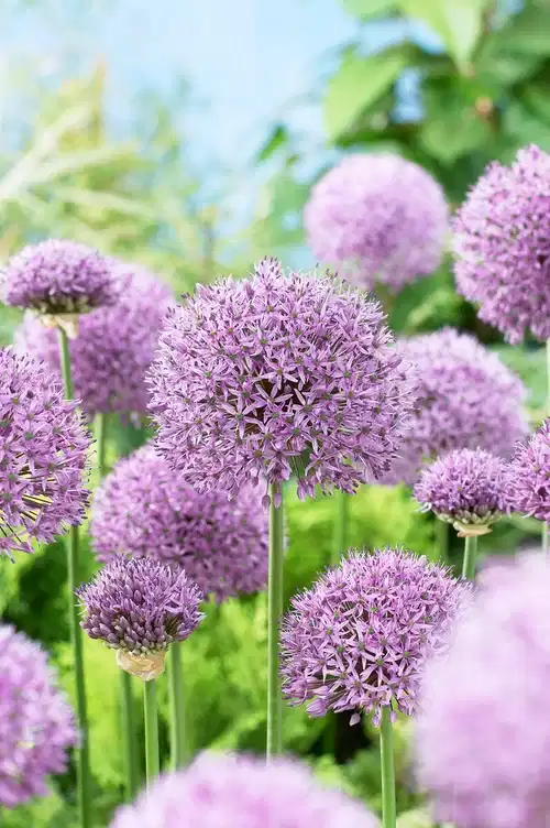 Allium Gladiator 20/22 purple