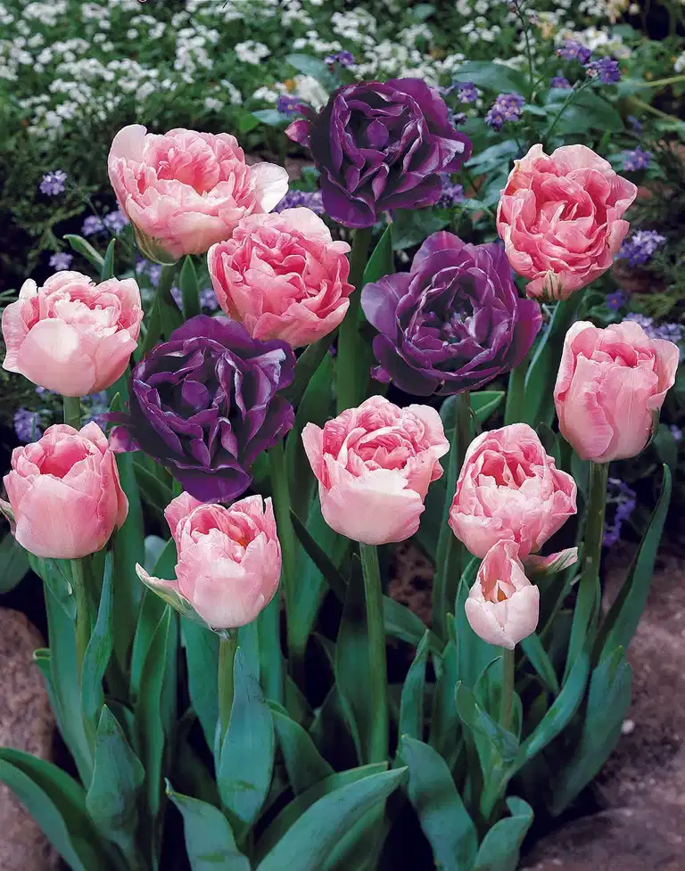 Tulip mix Double Delight - 12 bulbs
