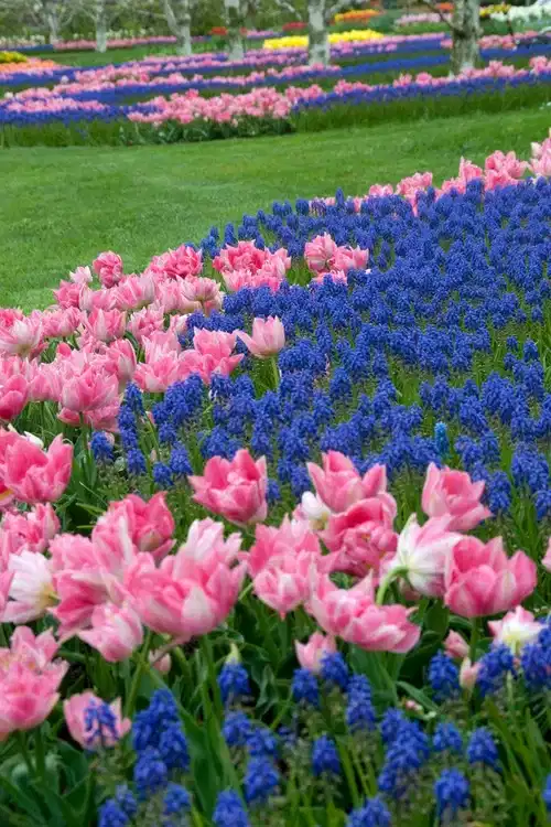 Mix Tulip/Muscari - 50 bulbs