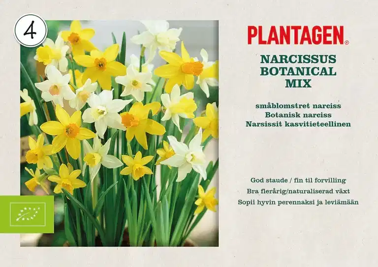Narcissus botanical Mix 10/12