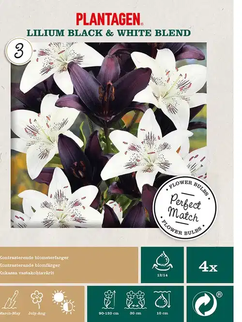 Perfect Match 11 - Lilium Blac