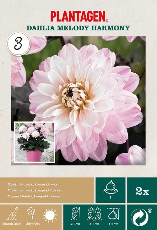 Dahlia Decorative Melody Harmo