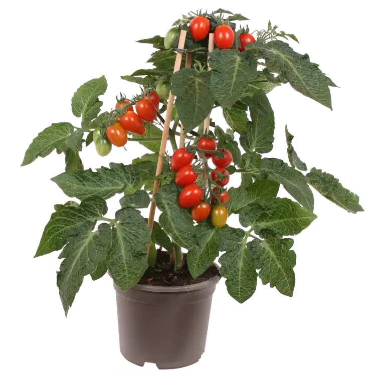 Ready Plum Tomato 14 cm