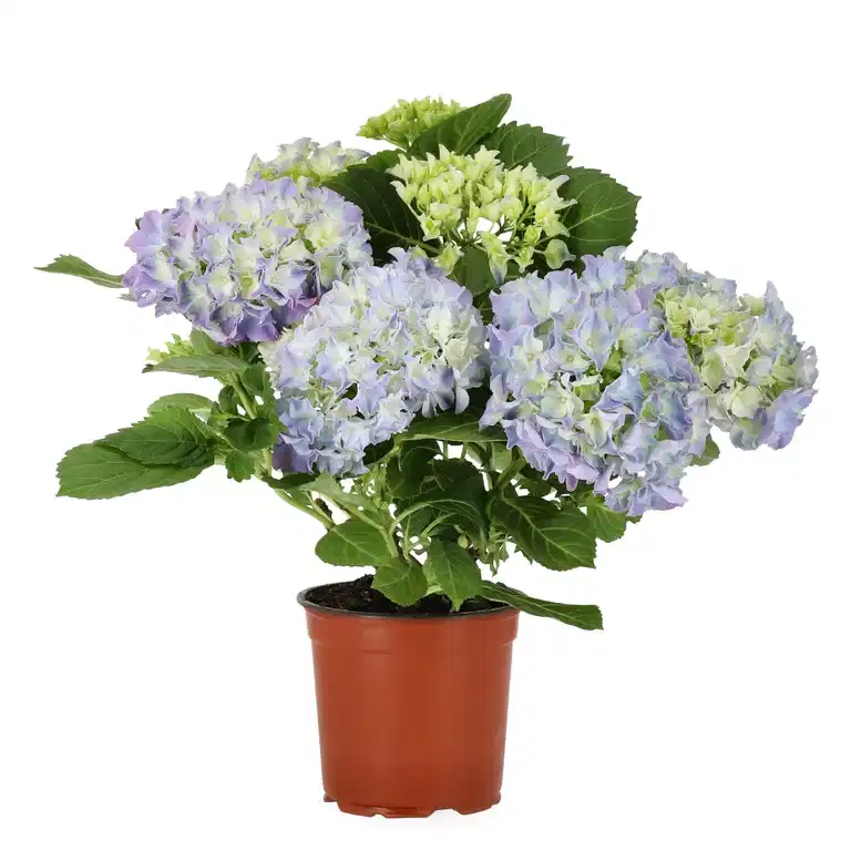 Hydrangea macrophylla Blue 13 cm