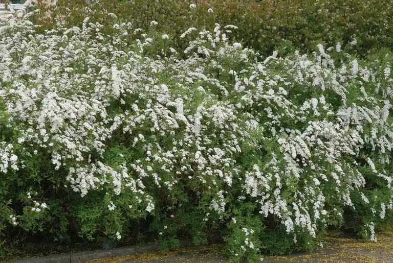 Spiraea cinerea 'Grefsheim'