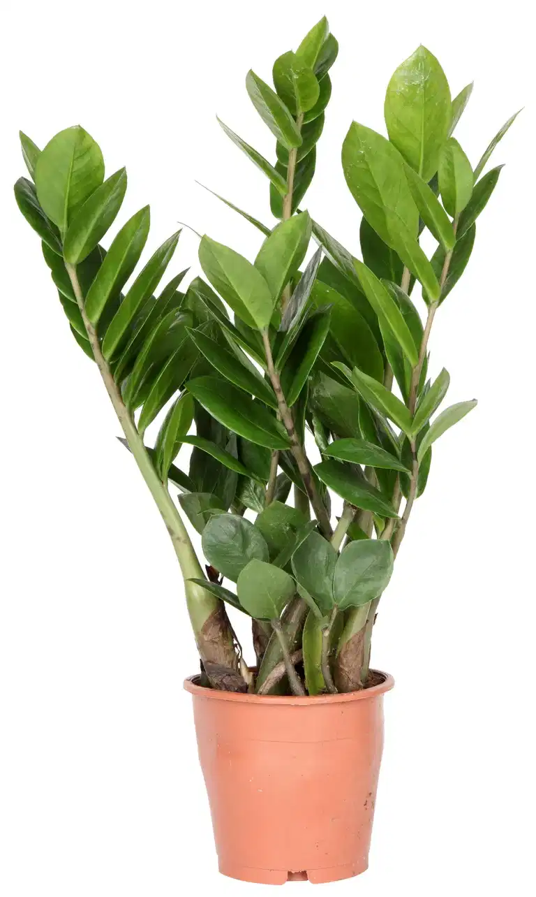 Zamioculcas zamiifolia