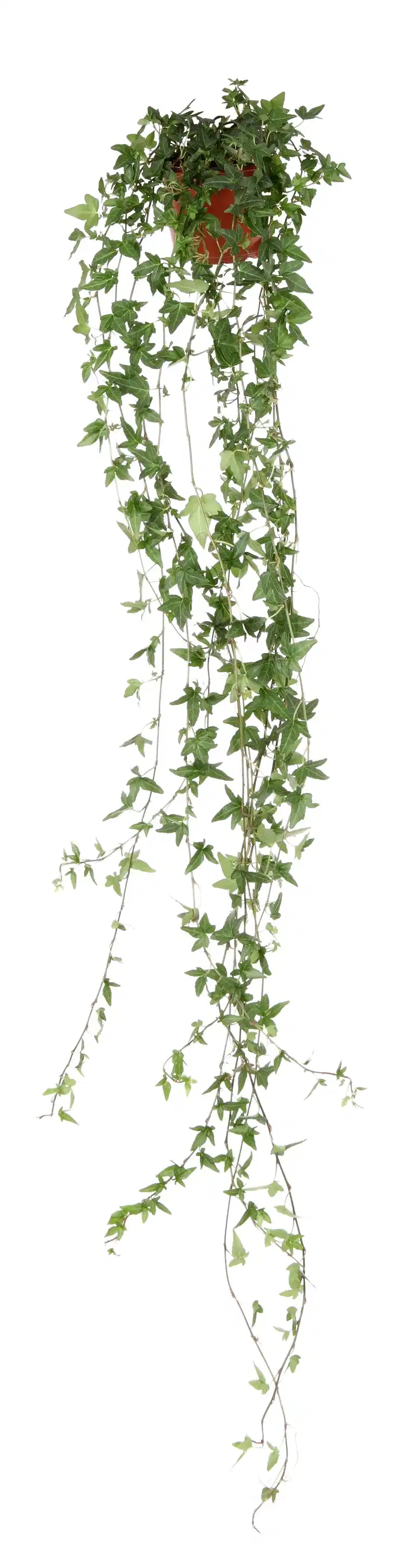 Hedera helix long ranks