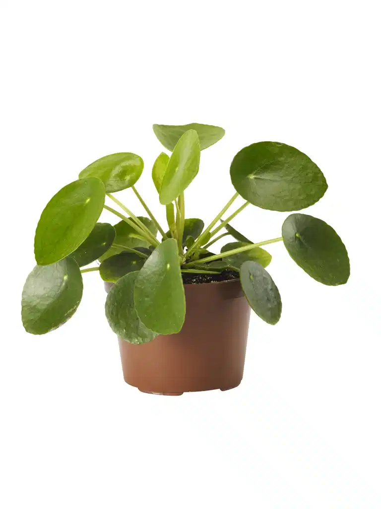 Pilea peperomioides