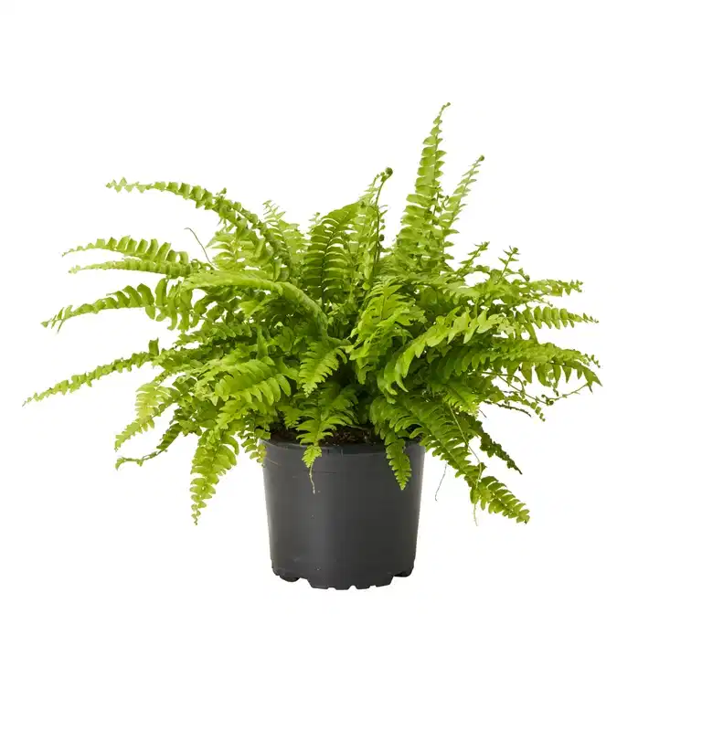 Nephrolepis exaltata 'Green Lady'