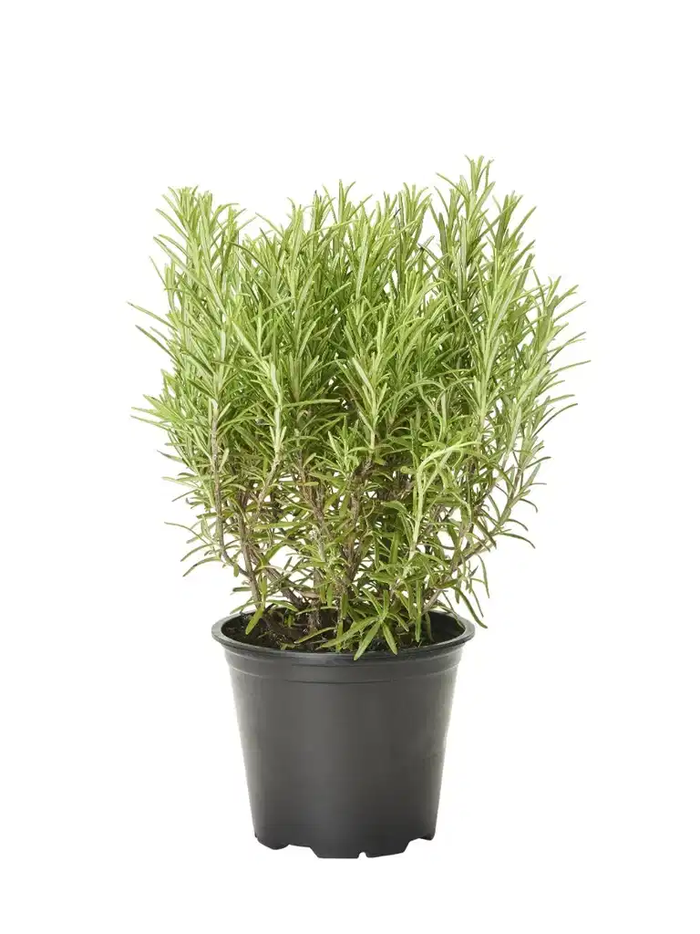 Rosmarinus officinalis 19 cm