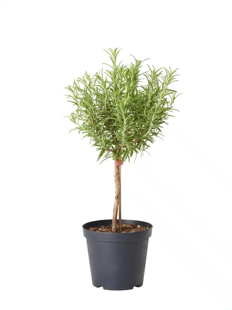 Rosmarinus officinalis stem 14 cm
