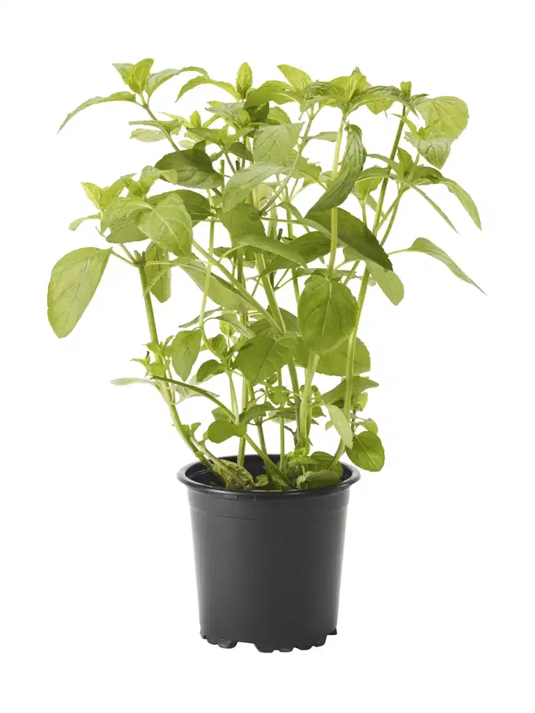 Mentha x piperita KRAV 10,5 cm