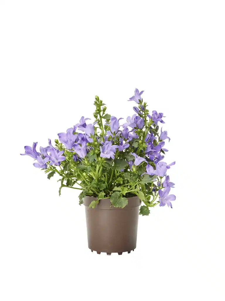 Campanula 'Get MEE' Blue 6 cm