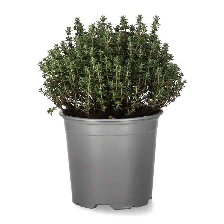 Thymus vulgaris 14 cm