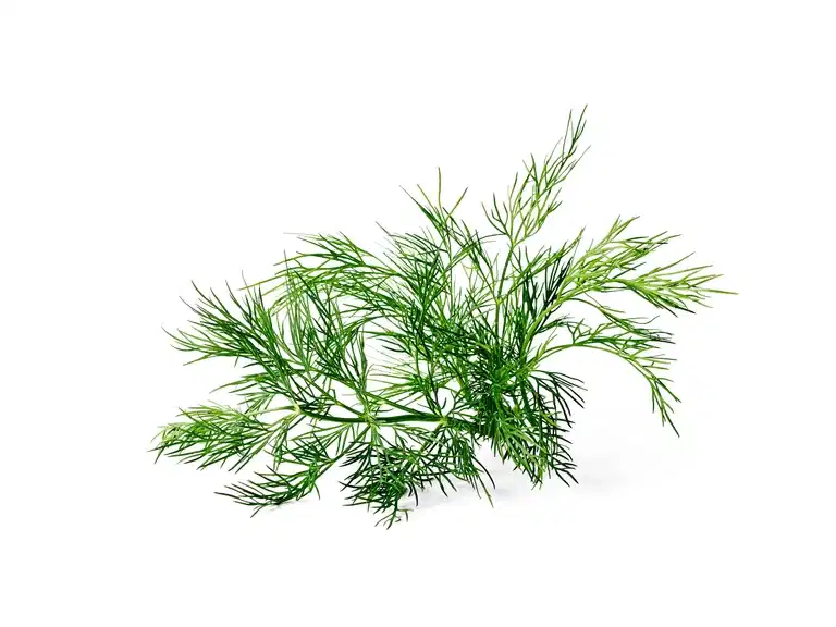 Anethum graveolens KRAV 10,5 cm