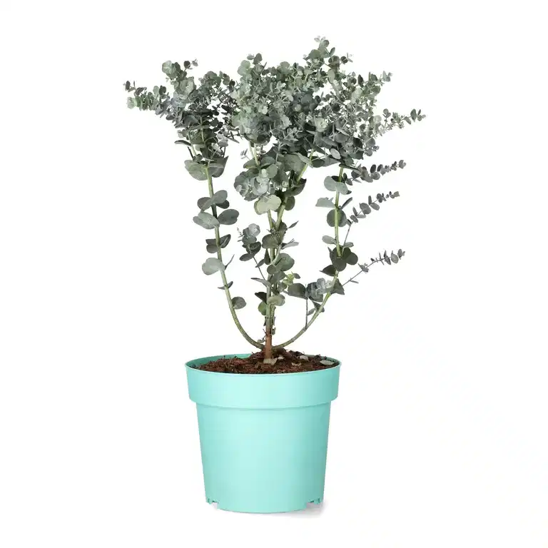 Eucalyptus g. 'Azura'® 15 cm