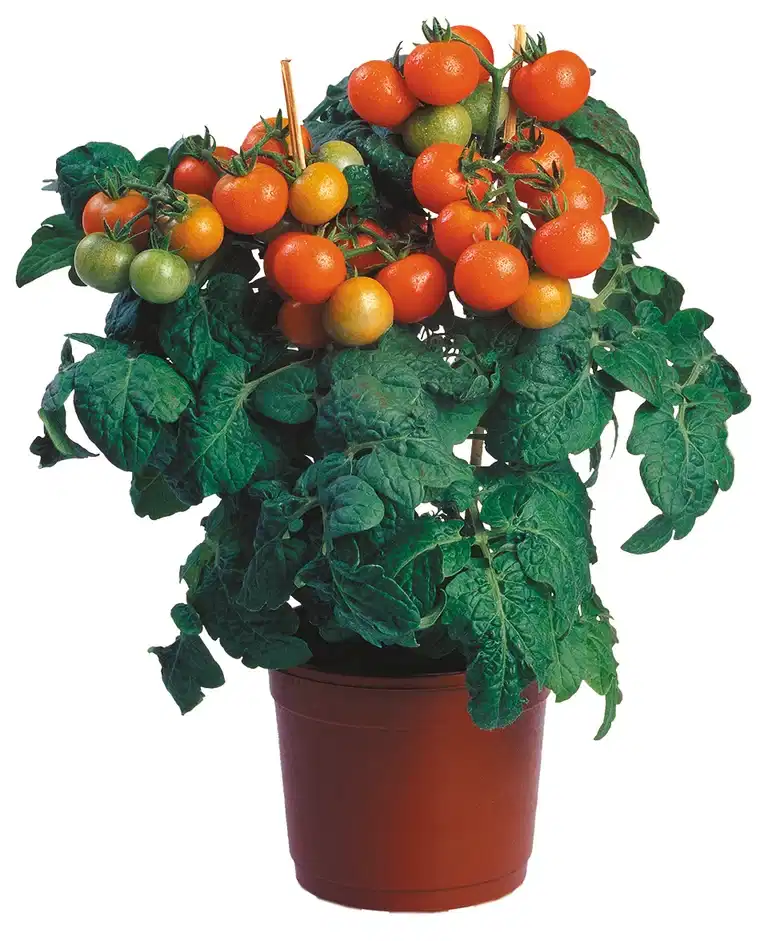 Ready Cherry Tomato Red 14 cm