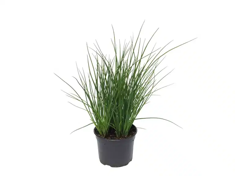 Allium schoenoprasum 17 cm