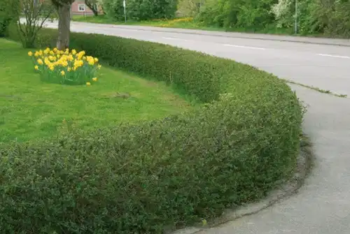 Ligustrum vulgare var. italicum 'Atrovirens' 2L