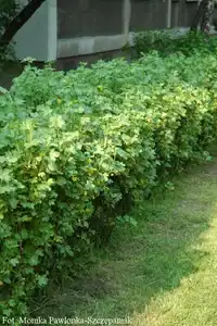 Ribes alpinum 'Schmidt' 2L