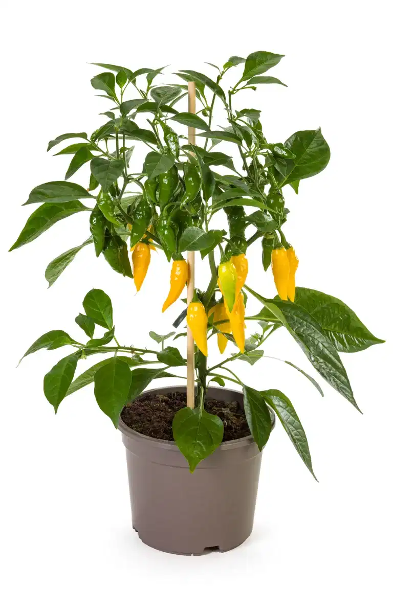 Ready Chill pepper Yellow 14 cm