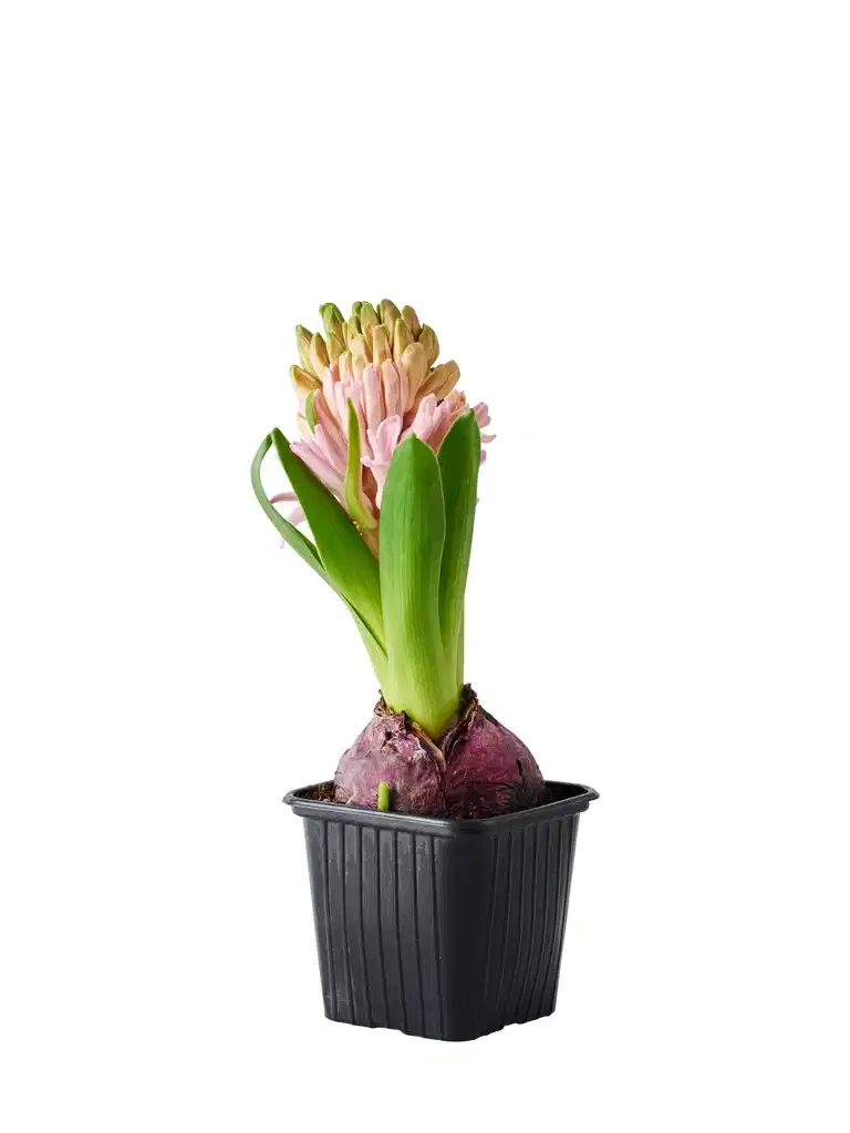 Hyacinthus 17+ Pink 7 cm