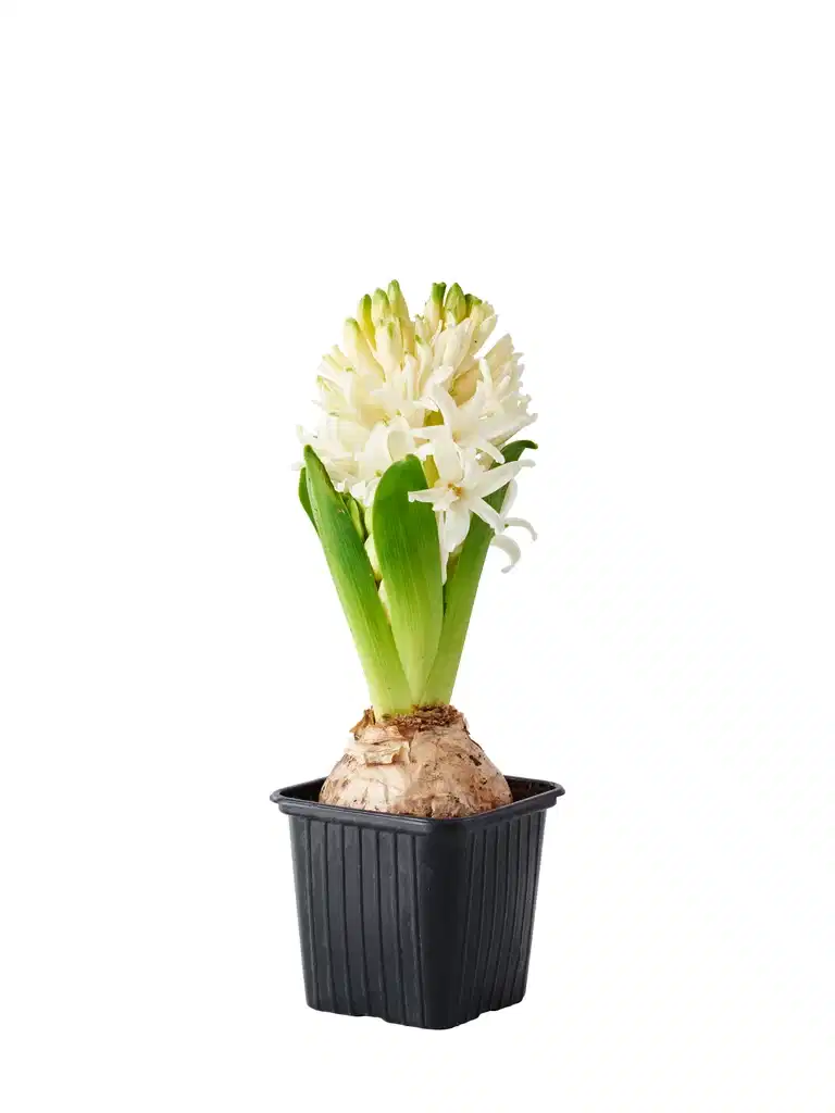 Hyacinthus 17+ White 7 cm