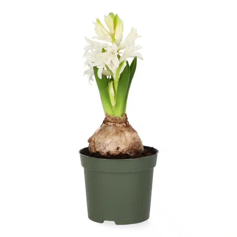 Hyacinthus 19+ White 9 cm