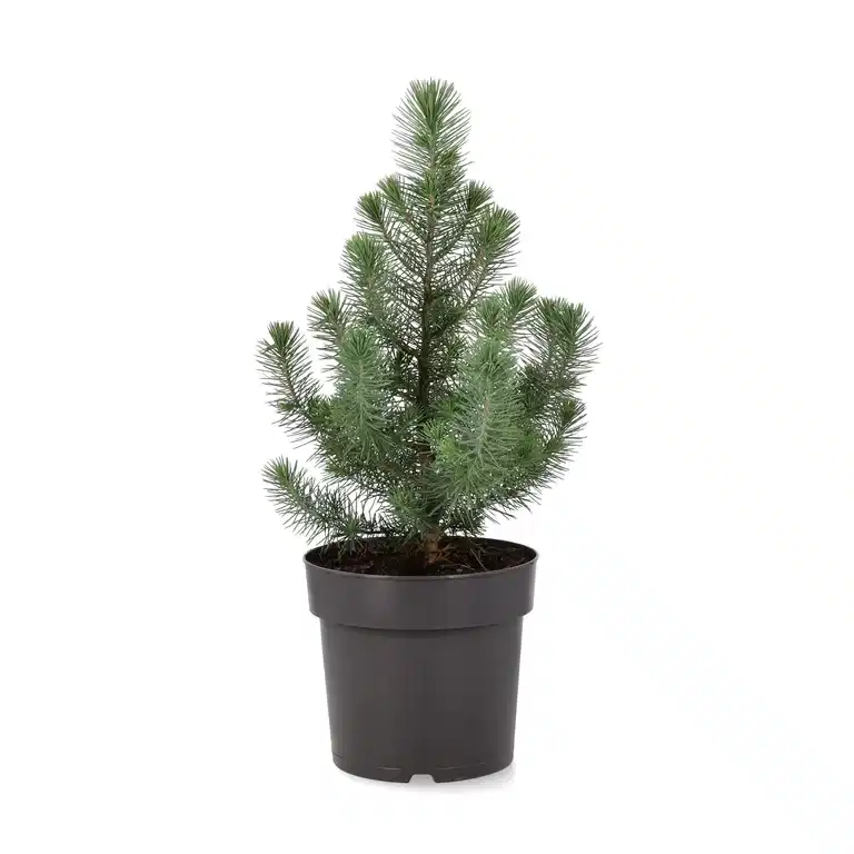 Pinus pinea 'Silver Crest' 17 cm