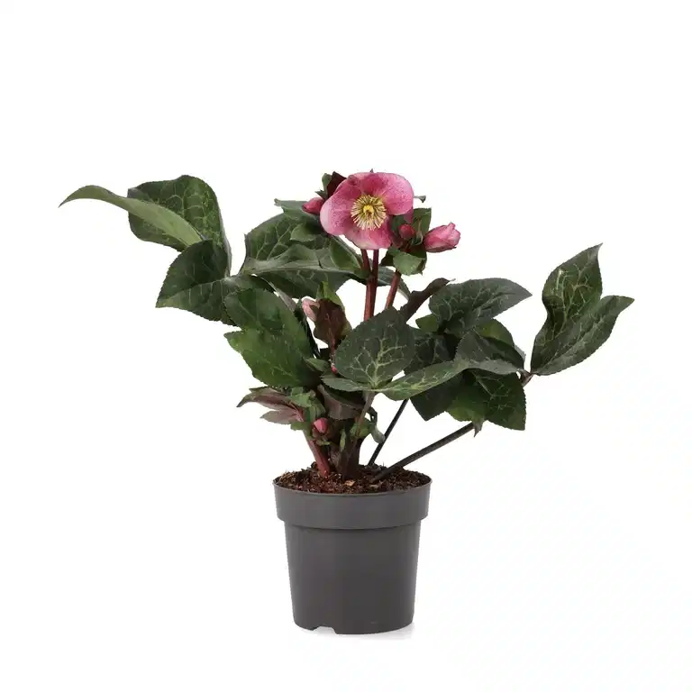 Helleborus Frostkiss 'Anna's Red' 15 cm