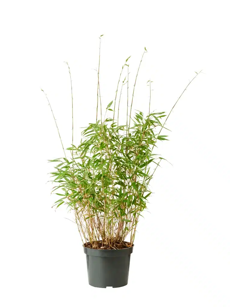 Fargesia rufa 60-80 23cm