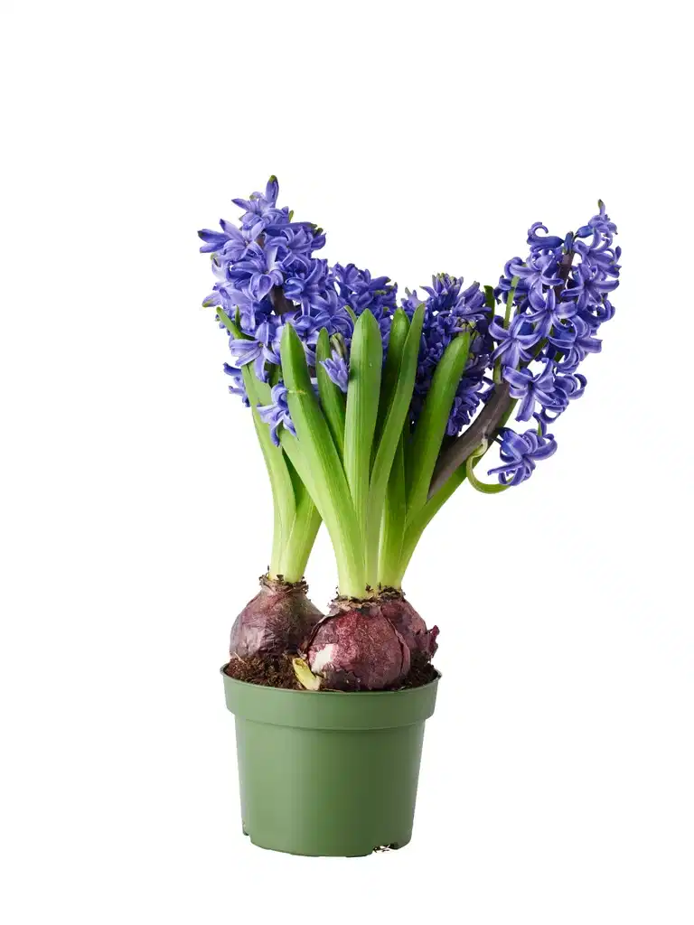 Hyacinthus 17+ 3 bulb Blue 12 cm