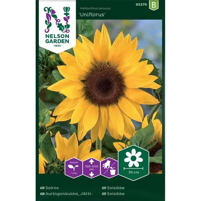 Solros, Jätte-, hög, gul