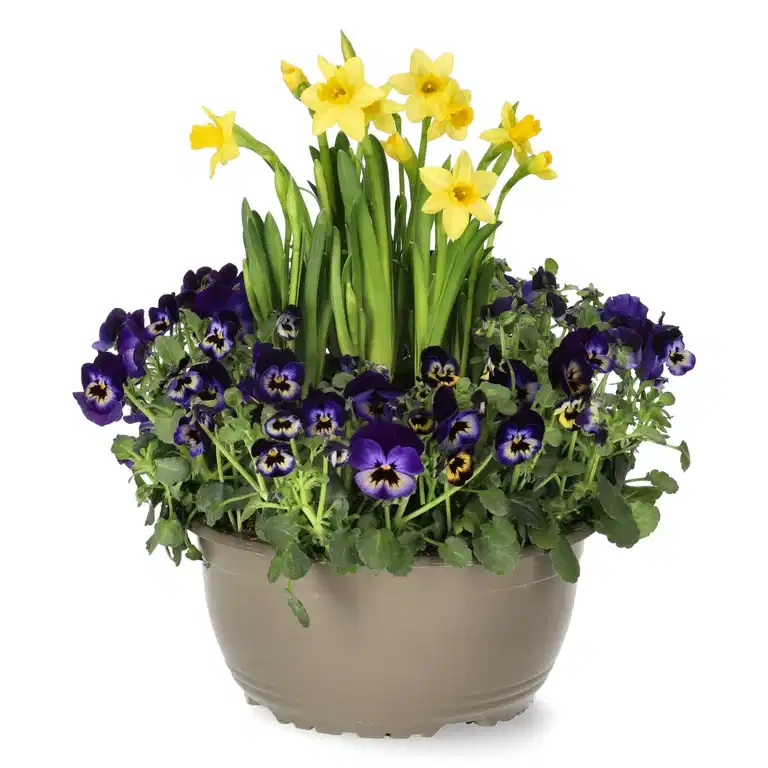 Romantic G. Viola, Narciss Blue bowl 23 cm