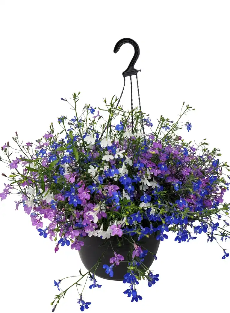 Lobelia Romantic G. h. basket 25 cm