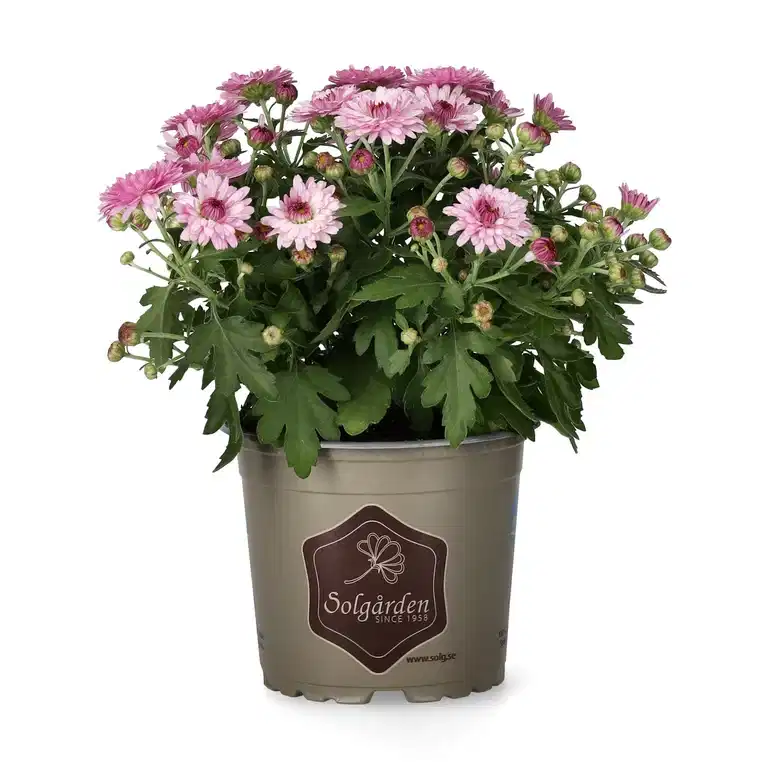 Chrysanthemum ind. Pink 12 cm