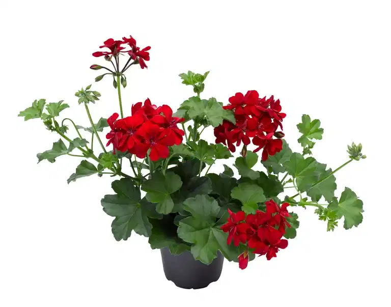 Pel. pelt. Cascade Red 12 cm