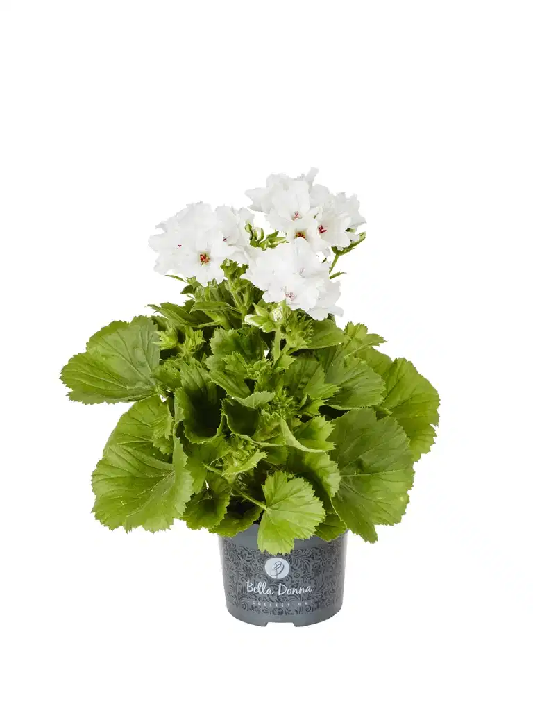 Pelargonium x domesticum