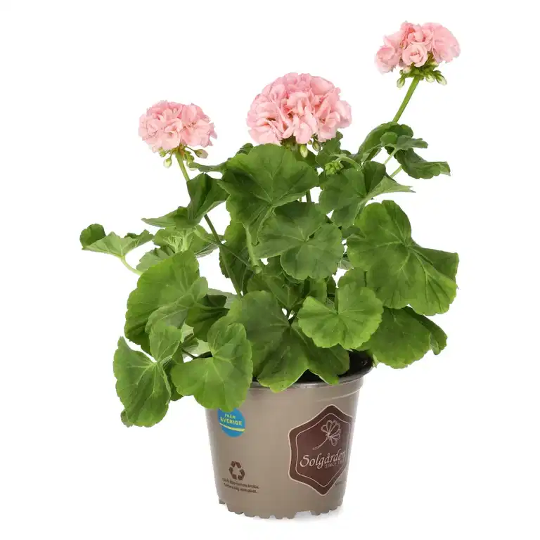 Pel. 'Mårbacka' 14 cm