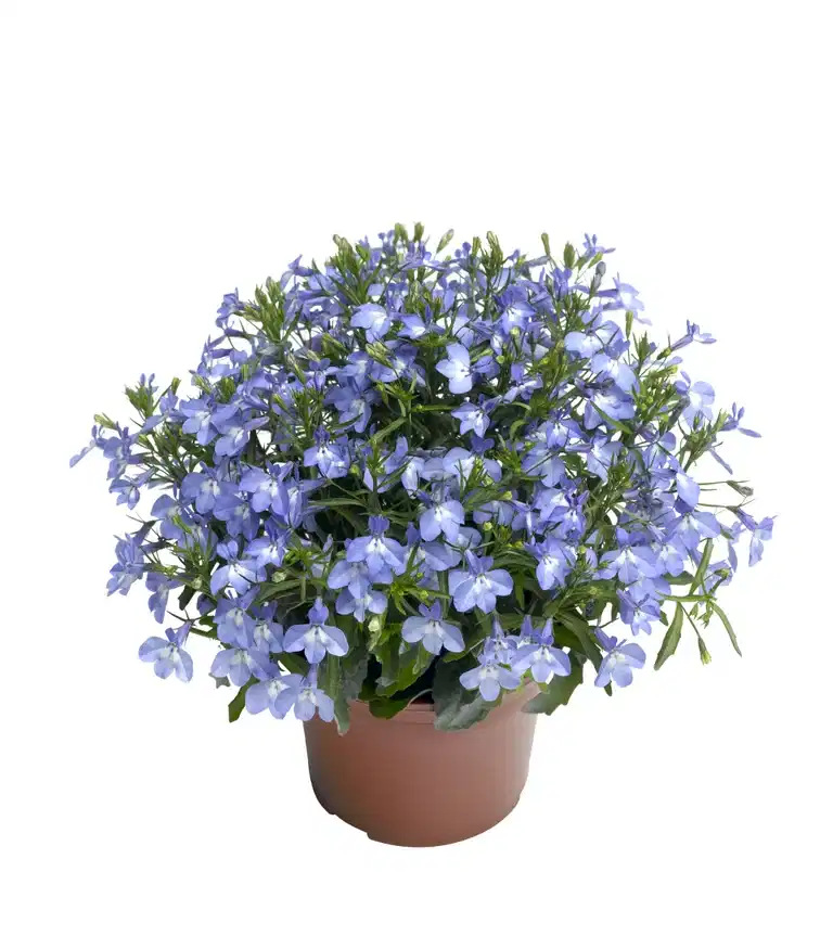 Lobelia h. 'Dark Blue' 12 cm