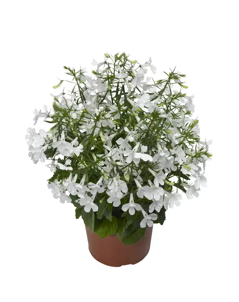 Lobelia h. White 12 cm
